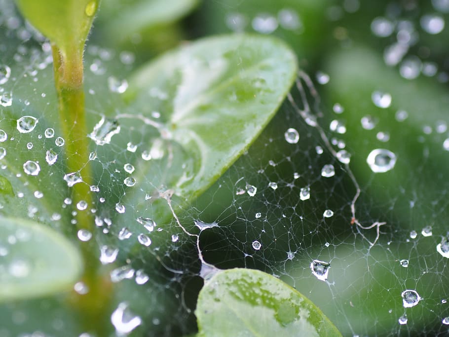 Cobweb, Garden, Raindrop, Summer, green, hedge, insect, thunderstorm HD wallpaper