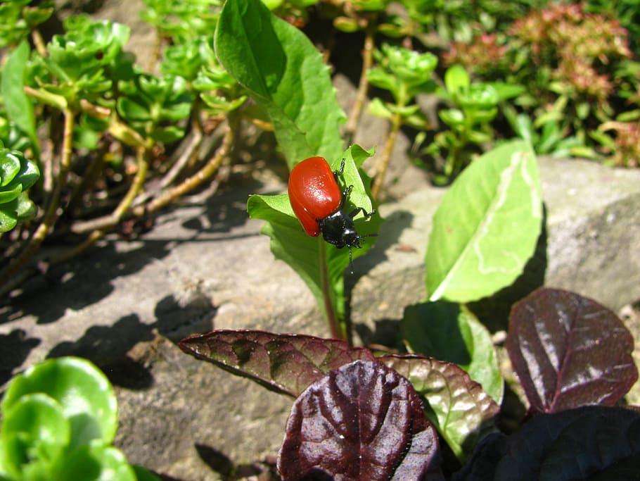 beetle, insect, leaf, foliage, insects, the red beetle, wings HD wallpaper