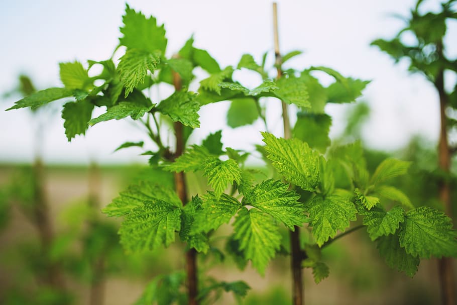 raspberry, young, new, spring, leaf, leaves, fruits, plant HD wallpaper
