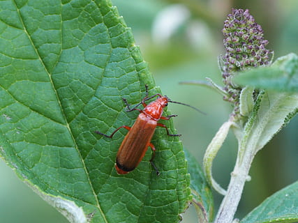 Beetle, Blossom, Bloom, Insect, red beetle, animal, flower HD wallpaper