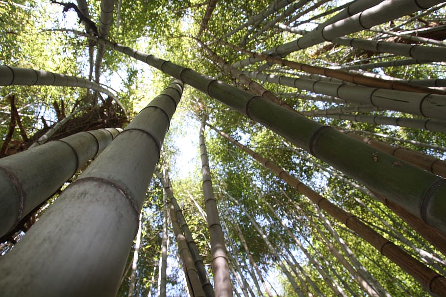 bamboo, forest, tropics, tree, low angle view, plant, bamboo - plant HD wallpaper
