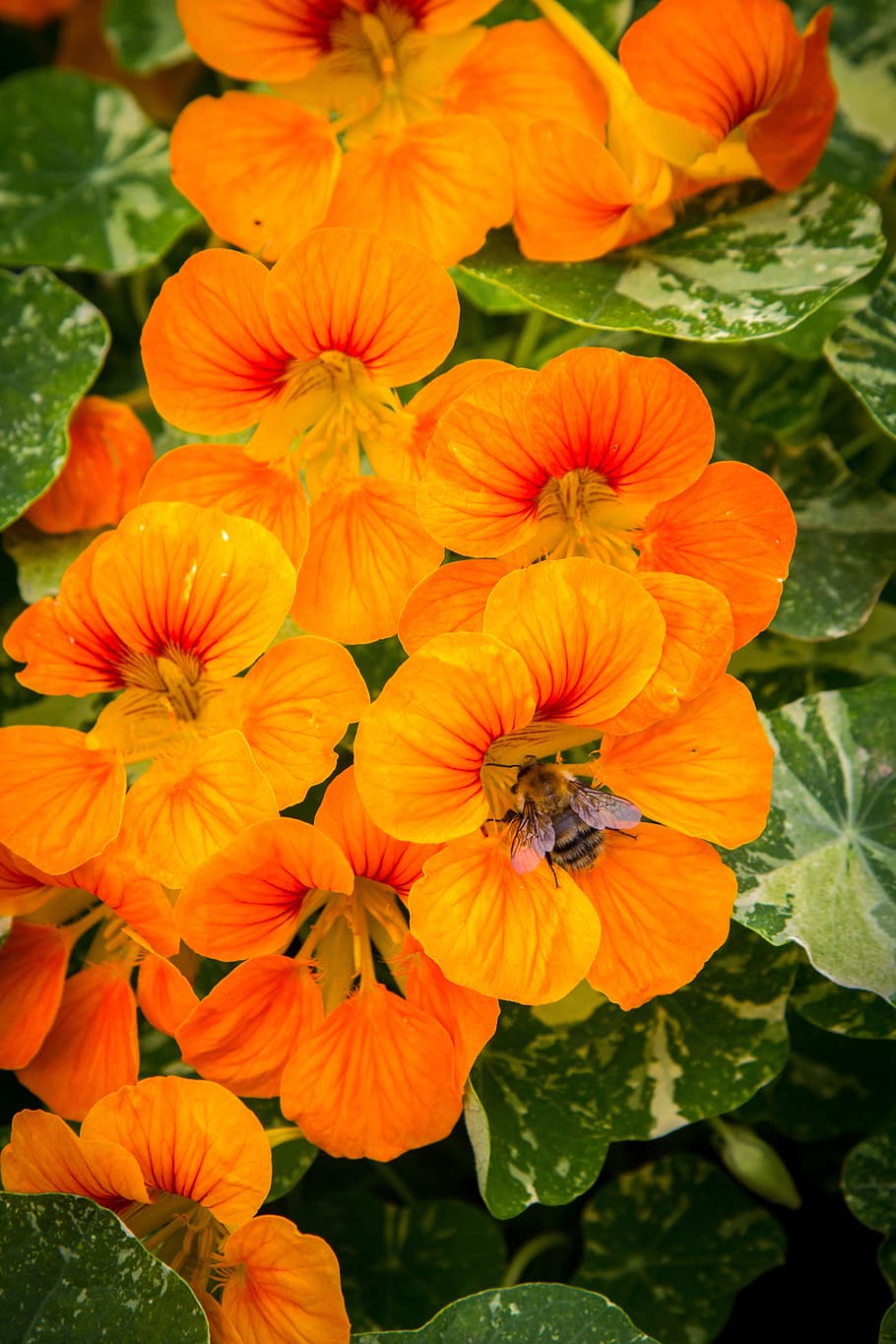 Nasturtium 1080P, 2K, 4K, 5K HD wallpapers free download | Wallpaper Flare