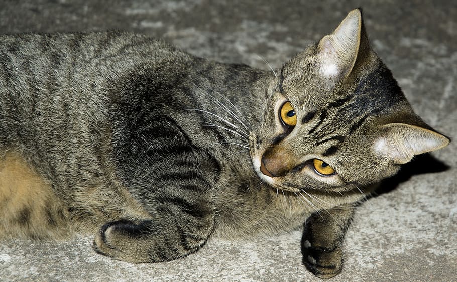 cat, pet, kitten, cat face, feline look, animals, pet animal HD wallpaper