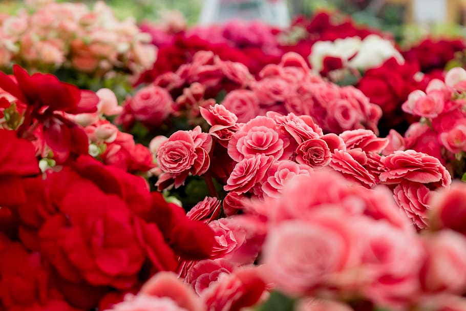 Assorted Varieties of Flowers, beautiful, bloom, blooming, blossom HD wallpaper