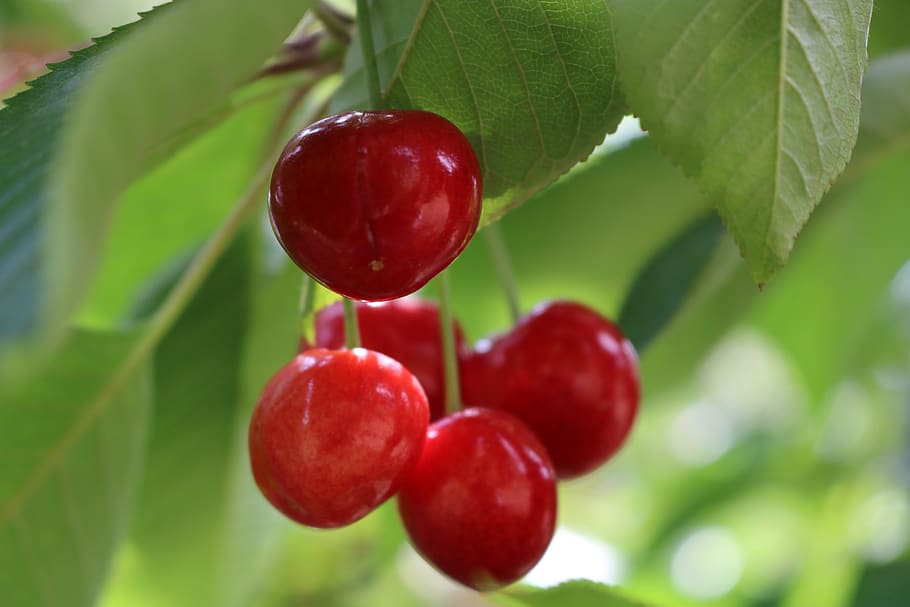 cherry, leaves, green, fruit, red, healthy eating, food and drink HD wallpaper