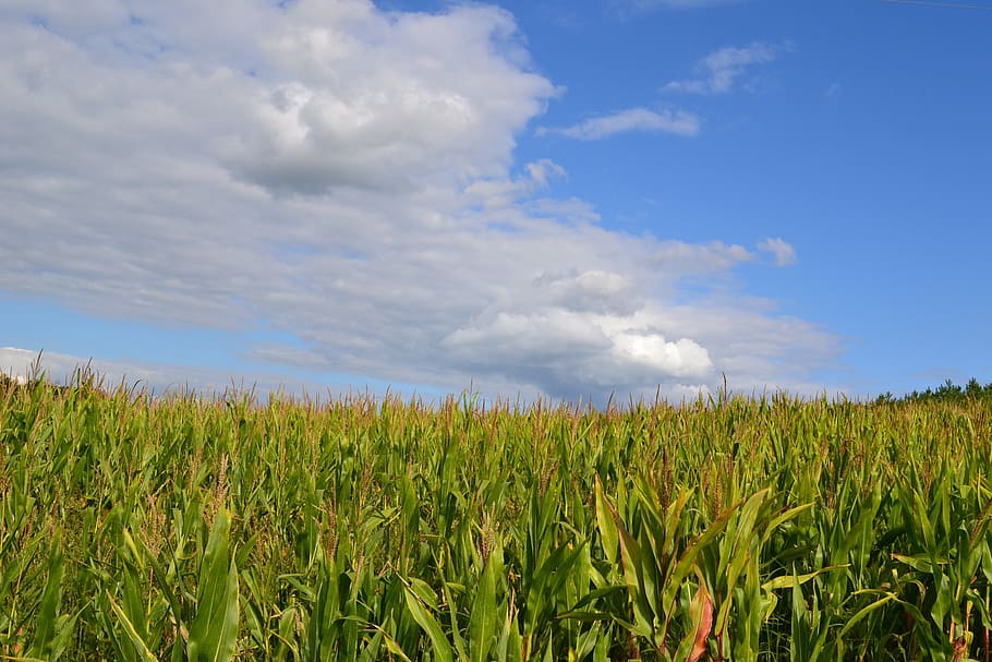 corn fields, sky, cloud, agriculture, landscape, cereals, but sunny HD wallpaper