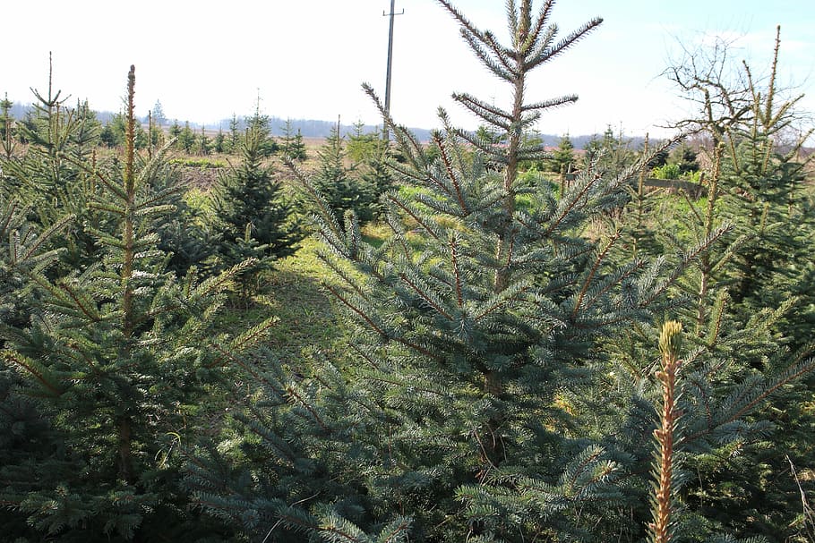 Christmas Tree, Trees, green, no people, agriculture, day, nature HD wallpaper