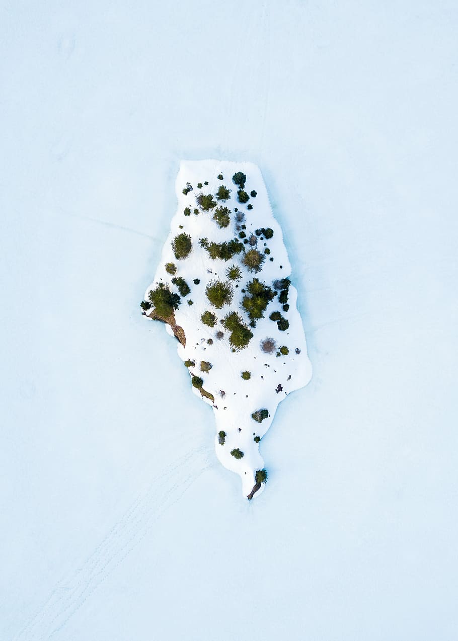 green plant on white paint, white textile with stains, winter HD wallpaper