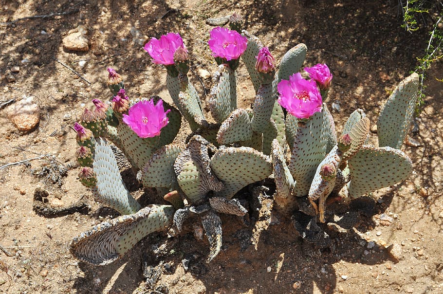 cacti, cactus, desert, pink, plant, succulent, flora, nature HD wallpaper