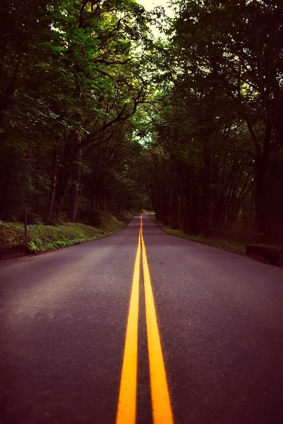 green leafed trees, Oregon, Landscape, Forest, Woods, road HD wallpaper