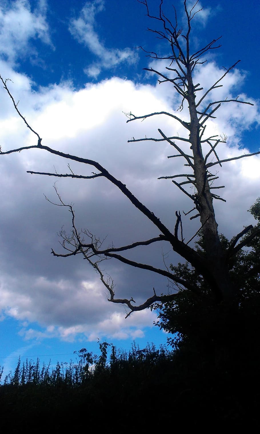 Sky, Dead Tree, Dead Wood, cloud - sky, nature, no people, outdoors HD wallpaper
