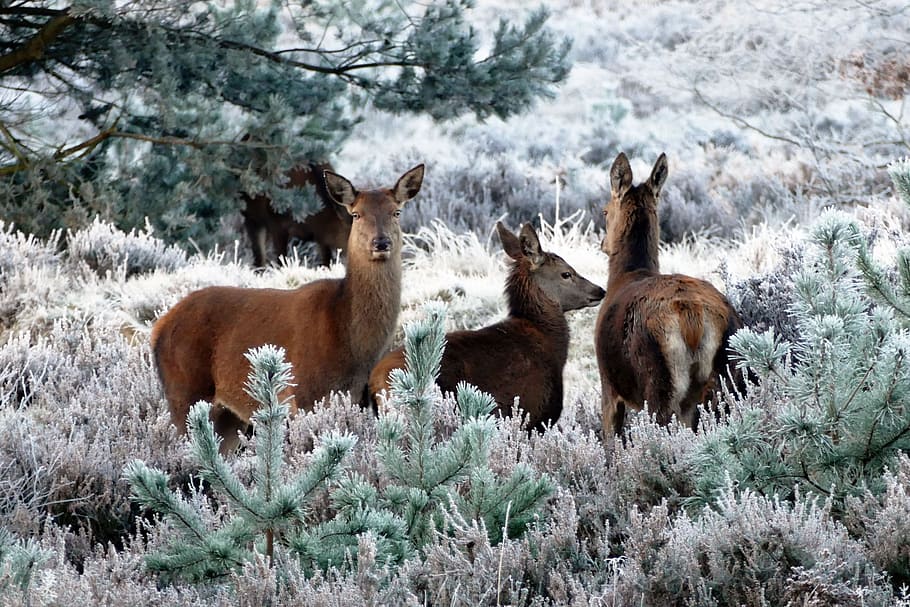 three brown deers, animals, nature, wild, wildlife, forest, mammal, HD wallpaper