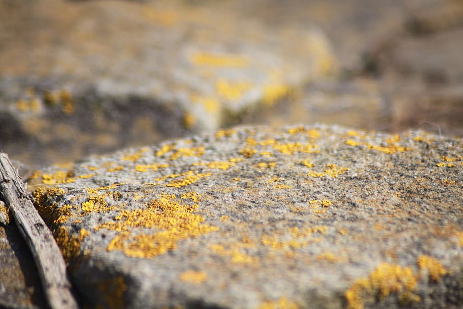 Weave, Stone, Moss, Close, Macro, Nature, beautiful, yellow HD wallpaper