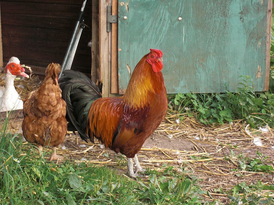 hahn, pride, farm, bird, feather, wildlife photography, poultry HD wallpaper