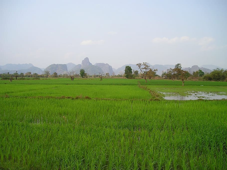 green grass field, laos, rice fields, rice plantations, southeast, HD wallpaper