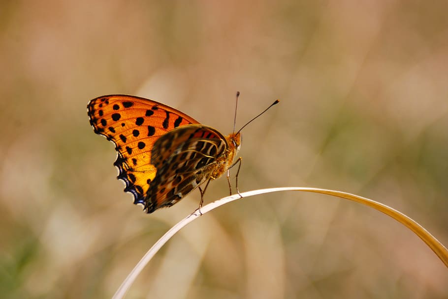 butterfly, bug, insect, nature, animal, wildlife, wing, natural HD wallpaper