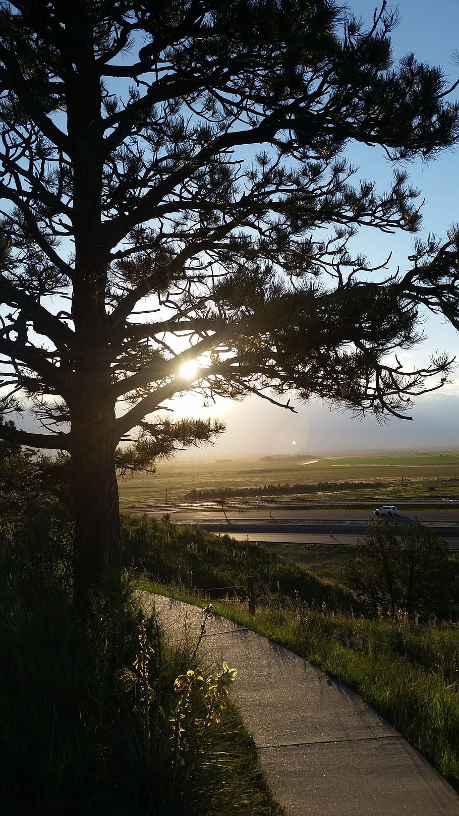 tree, road, sun, pine, desktop, plant, tranquility, sky, tranquil scene HD wallpaper