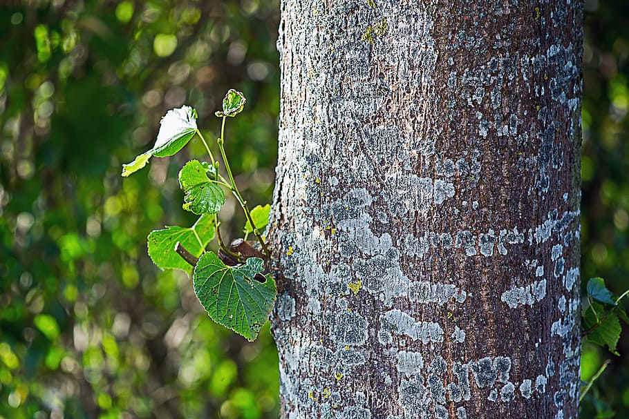 scion, leaf, bud, fresh green, nature, fresh leaves, plant HD wallpaper