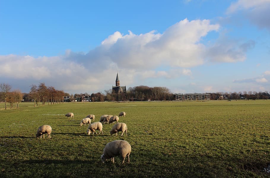 landscape, sheep, field, sky, livestock, mammal, domestic animals HD wallpaper