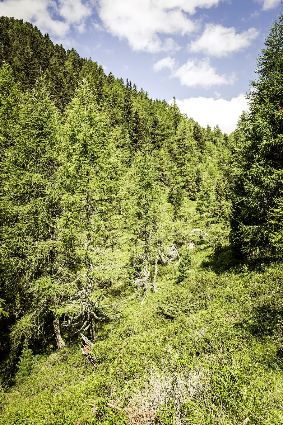 Hd Wallpaper Landscape Nature Sky Clouds Conifers Countryside