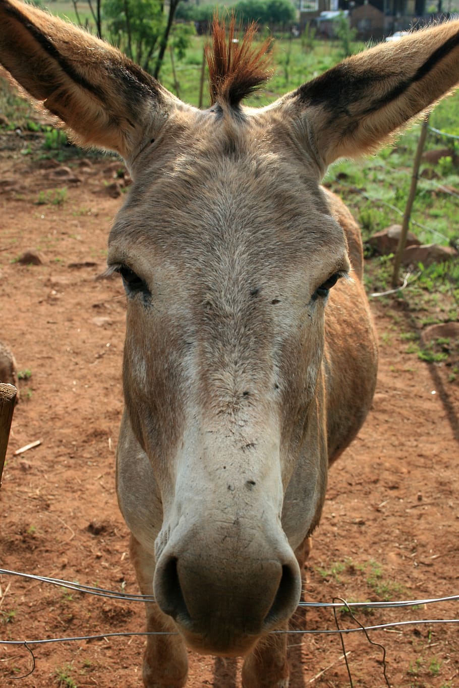 Donkey, Soft, Muzzle, grey, long ears, soft muzzle, soil, green HD wallpaper