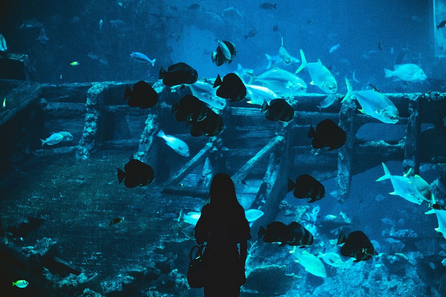 silhouette of woman near aquarium, silhouette of a woman watching the fishes on the aquarium, HD wallpaper