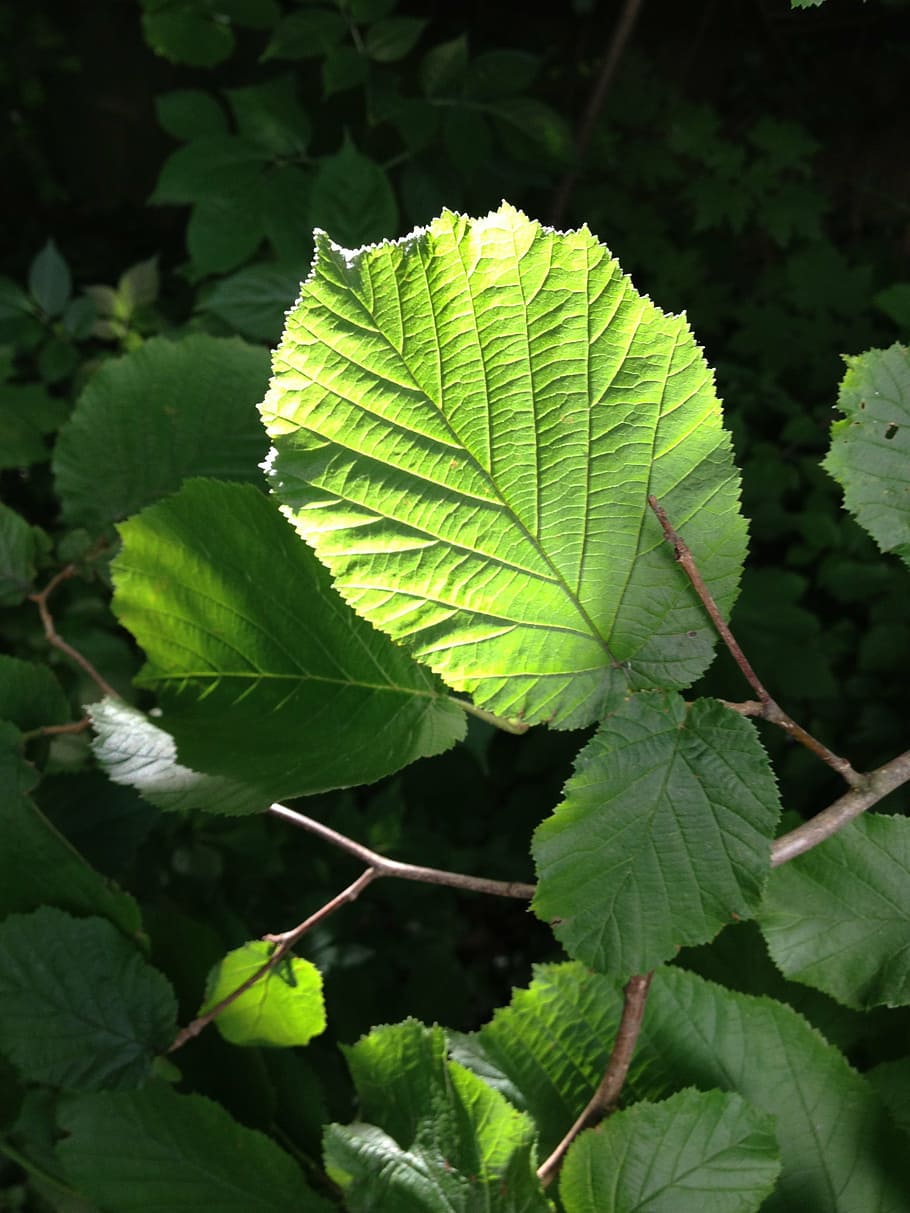 hazelnut, hazelnut leaf, back light, green, sun, leaves, plant part HD wallpaper