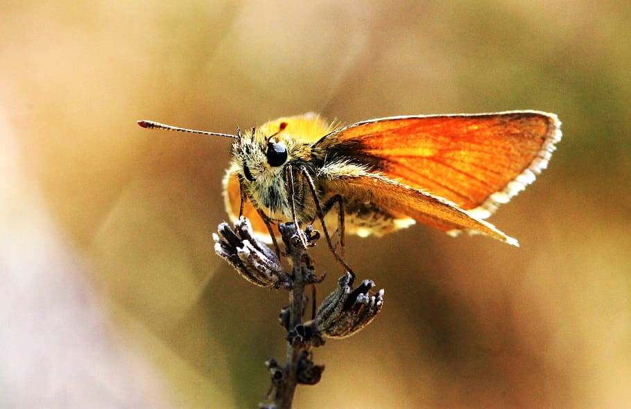 butterfly, macro, nature, insect, invertebrate, animal themes HD wallpaper