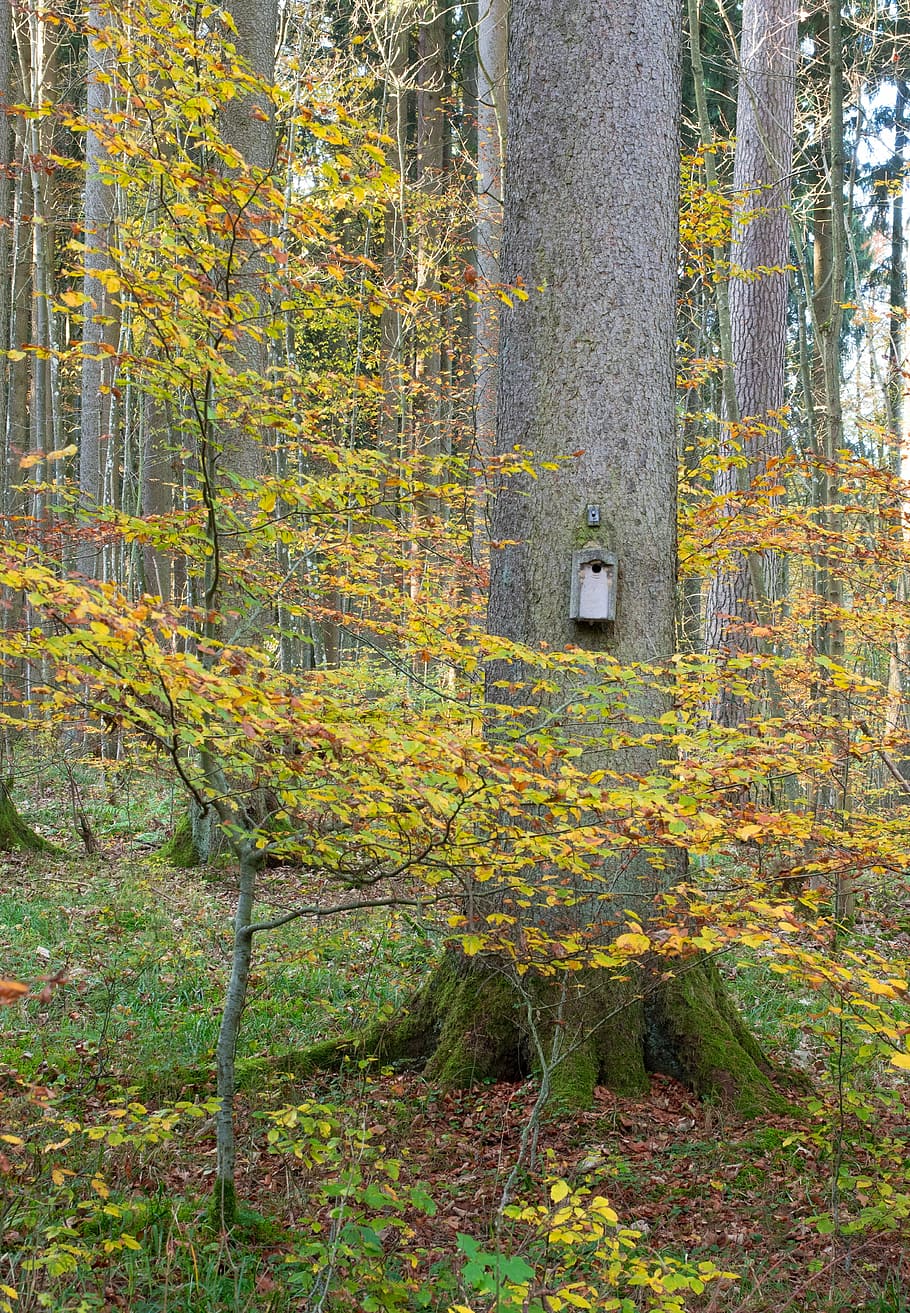 aviary, tree, log, nest, autumn, forest, leaves, sun, back light HD wallpaper