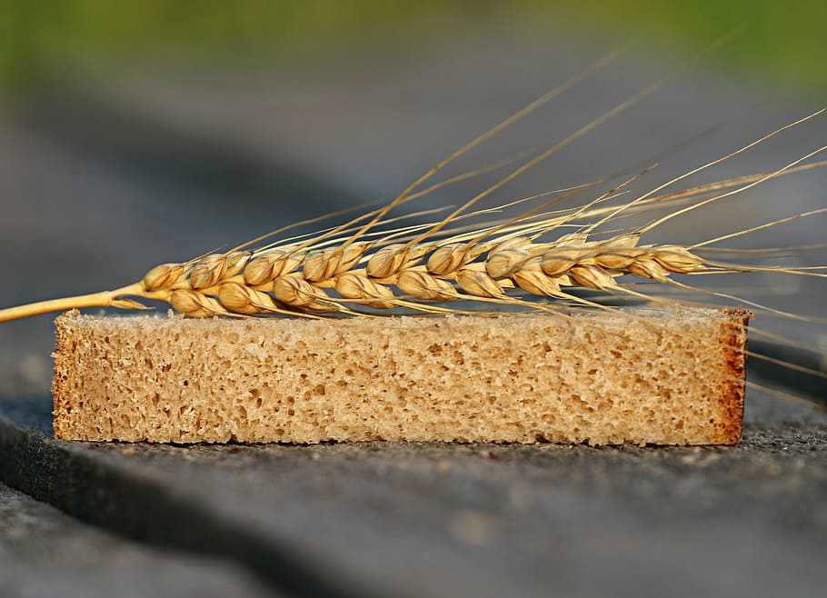 brown grain on top of brown sponge, bread, wheat, spikes, fertility HD wallpaper