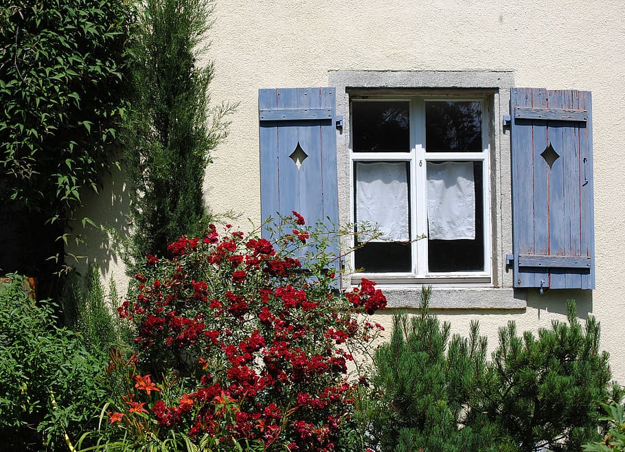 window, shutter, garden, old, rose bush, plant, built structure HD wallpaper