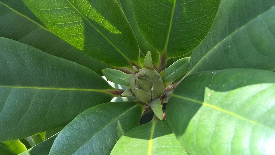 flower, bud, green, spring, nature, plant, garden, closeup HD wallpaper