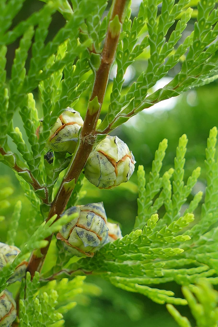 juniper, macro, forest, nature, close, green, forest fruit HD wallpaper