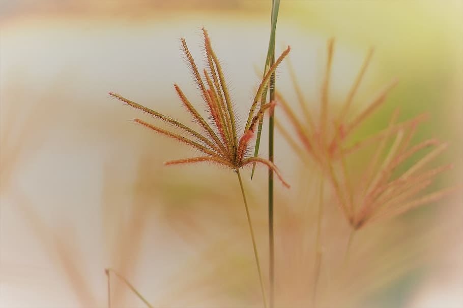 grass, wild, plant, close-up, growth, beauty in nature, no people HD wallpaper