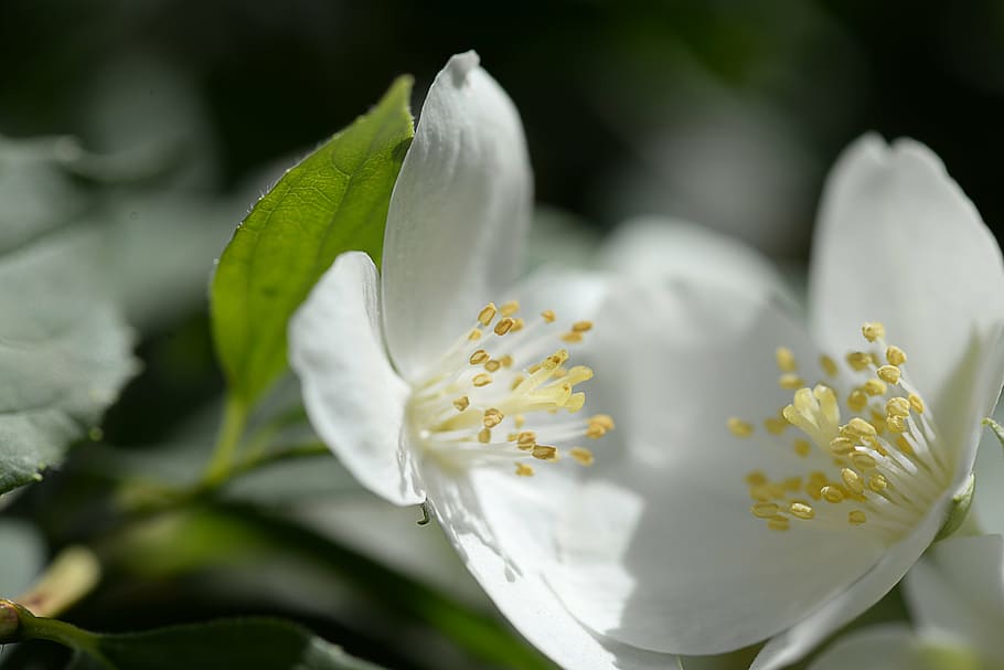 white, bloom, blossom, plant, spring, flora, pollen, flowering plant HD wallpaper