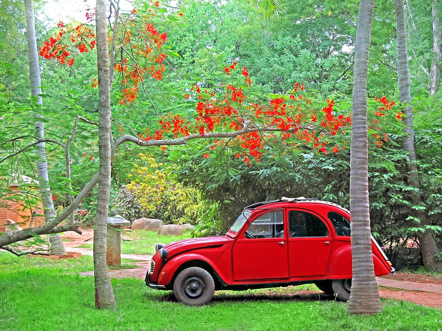 car, citroen, 2cv, red, classic, old, india, nature, tree, outdoors, HD wallpaper