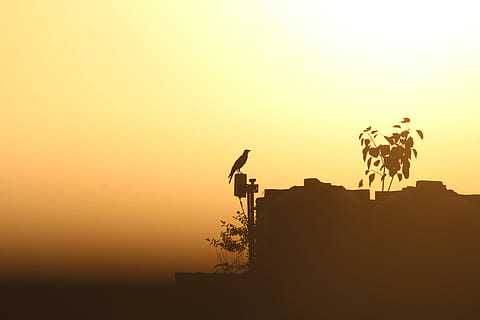crow, sunset, sunrays, sunkissed, exposed, yellow, over exposed HD wallpaper