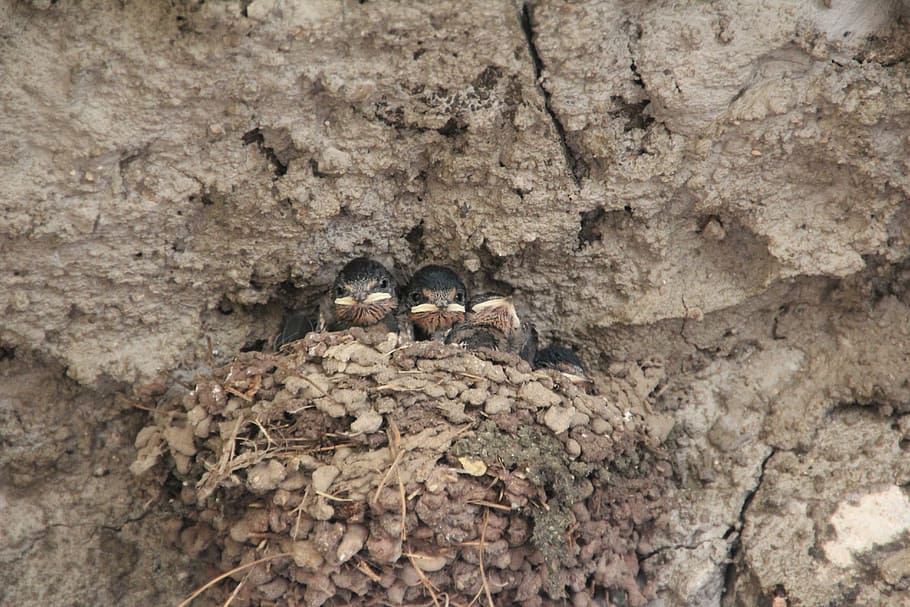 birds, hatching, breed, tit, sparrow, small, wall, nest, bird's nest HD wallpaper