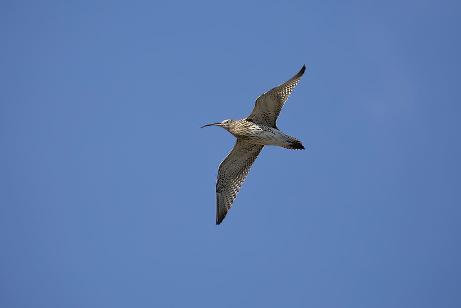 curlew, bird, wildlife, ornithology, beak, animals in the wild, HD wallpaper