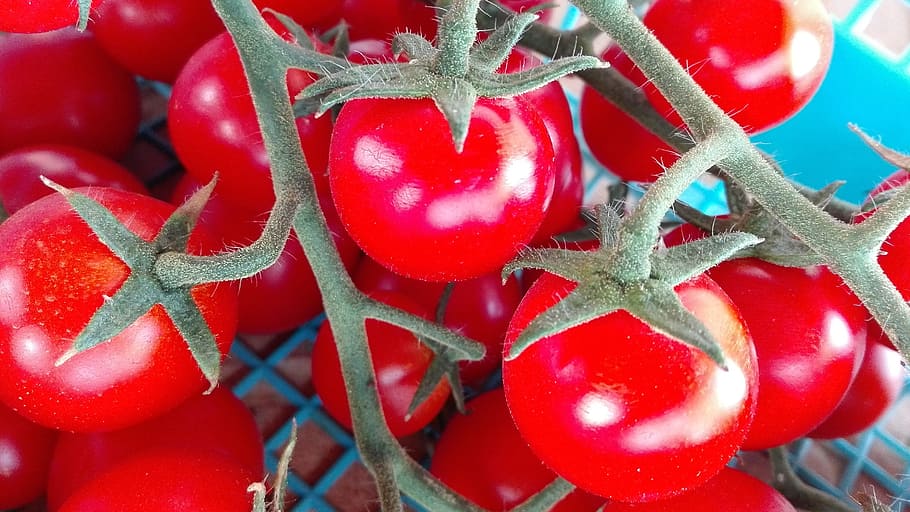 tomato, field, nature, red, fruit, close-up, food and drink HD wallpaper