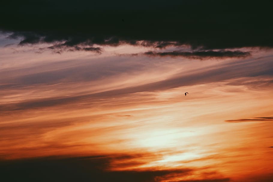 silhouette of flying bird under black and orange clouds during sunset, bird in mid air under orange sky HD wallpaper