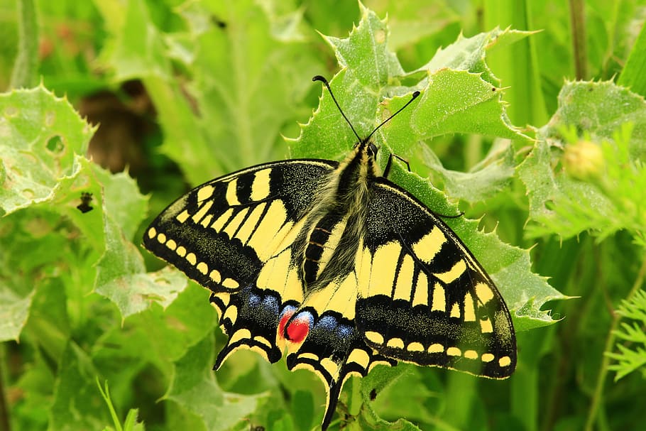 butterfly, insect, nature, macro, summer, garden, wing, animal, HD wallpaper