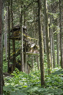 Tree, House, Treehouse, Unique, Jungle, story, home, landscape HD wallpaper