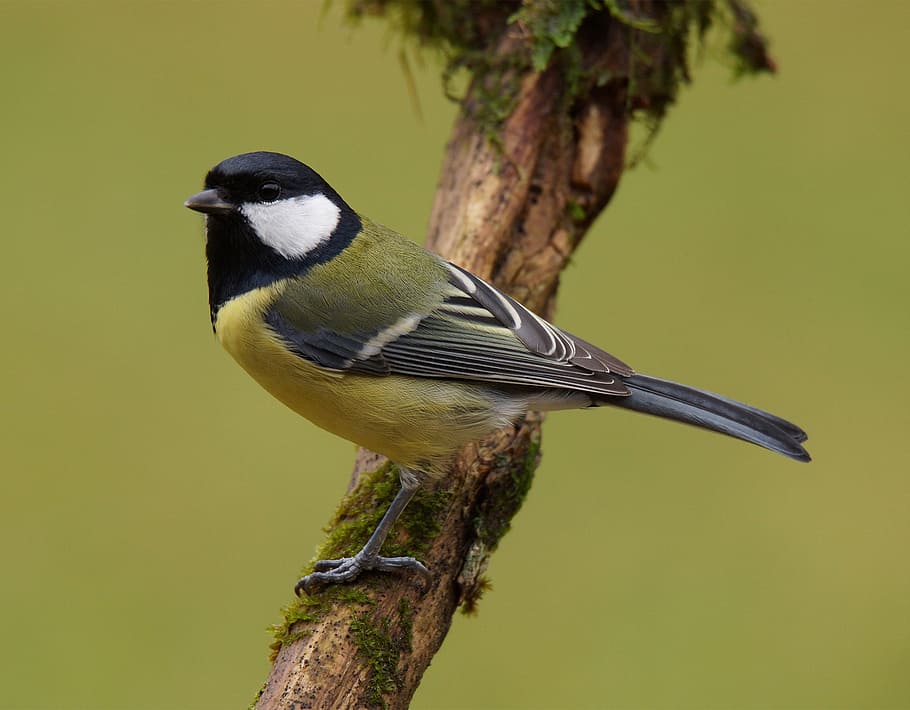 yellow, black, and white bird perched on tree branch selective focus photography HD wallpaper