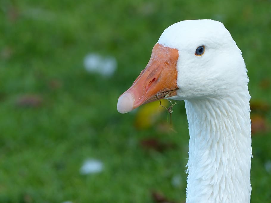 goose, white, nature, bird, animal, animal portrait, animal themes, HD wallpaper