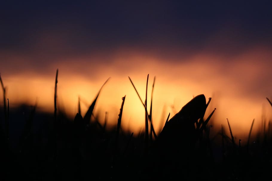 silhouette of grass, untitled, sunset, sunrise, yellow, purple HD wallpaper