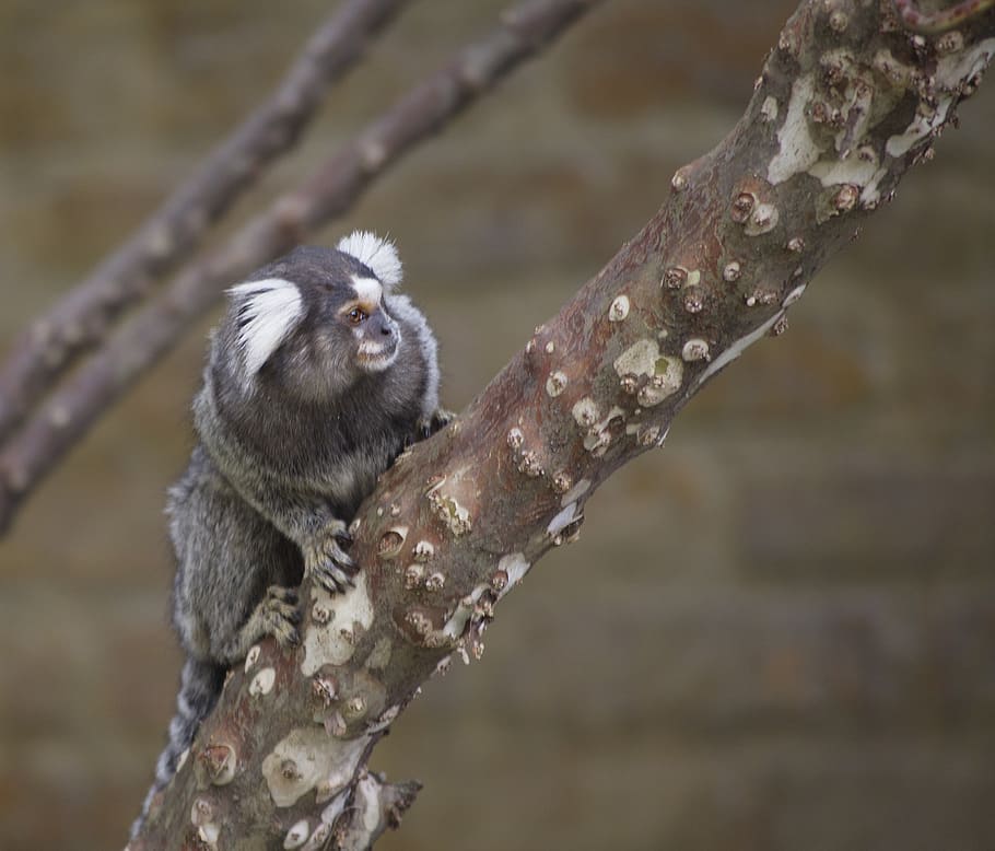 marmoset monkey, primate, portrait, cute, animal, small, wildlife, HD wallpaper