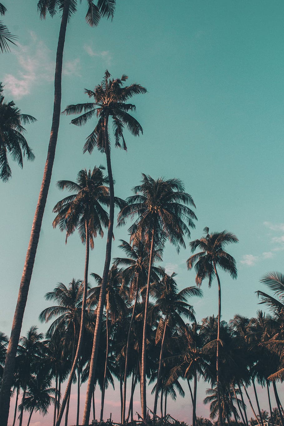 Palm tree android 1080P, 2K, 4K, 5K HD wallpapers free download | Wallpaper  Flare