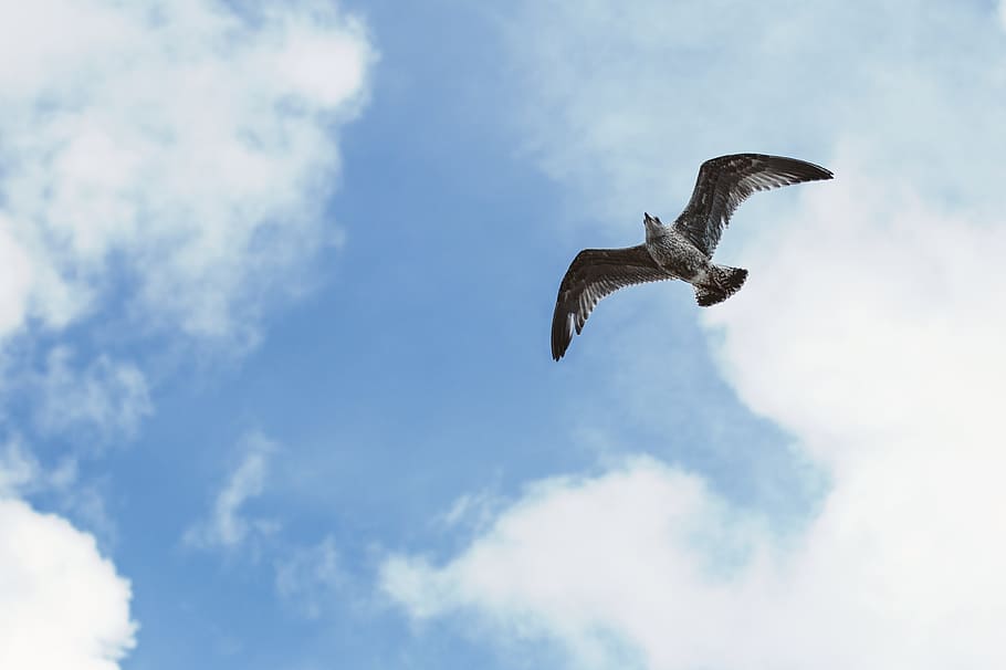 seagull, beach, sky, bird, ocean, white, wildlife, nature, seabird HD wallpaper