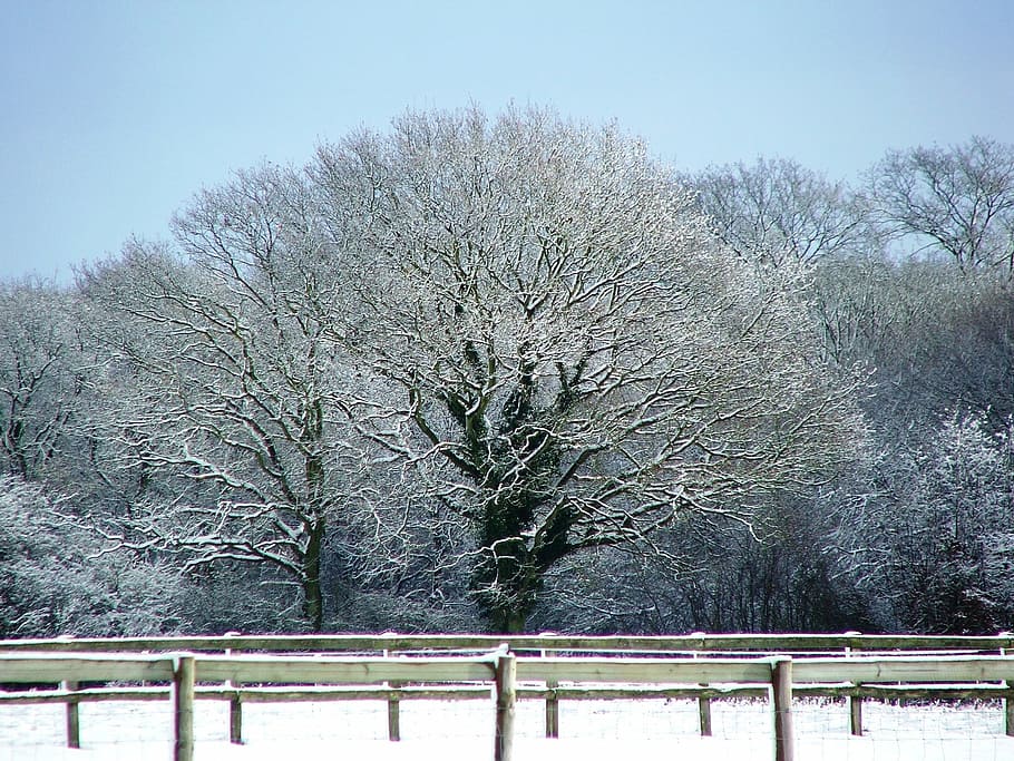 snow, tree, kent, winter, england, nature, field, forest, uk HD wallpaper
